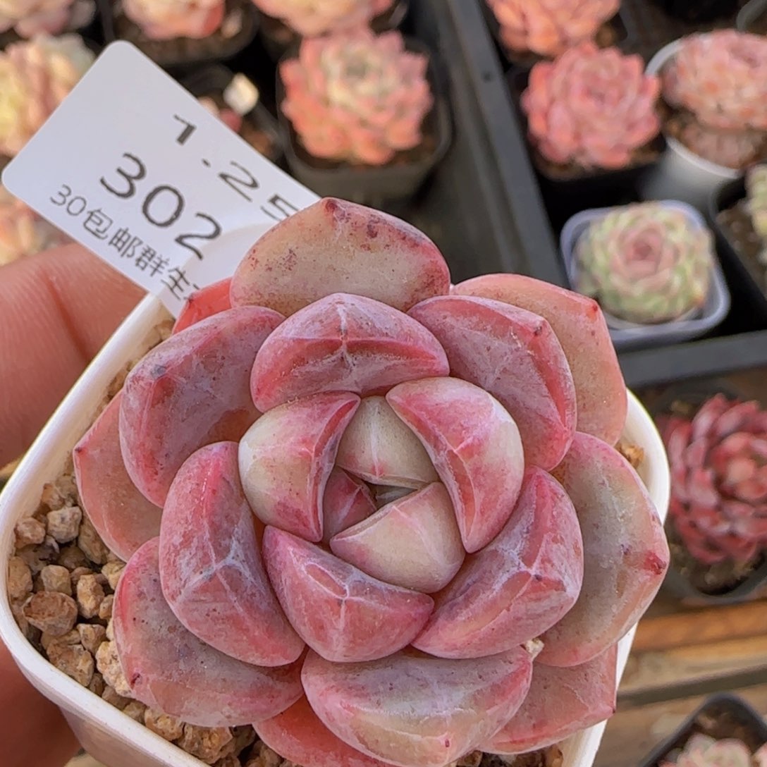 冰玉单头一颗脱土发货