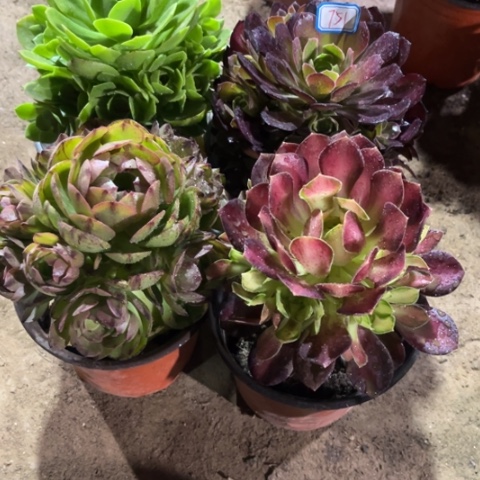 751多肉植物组合