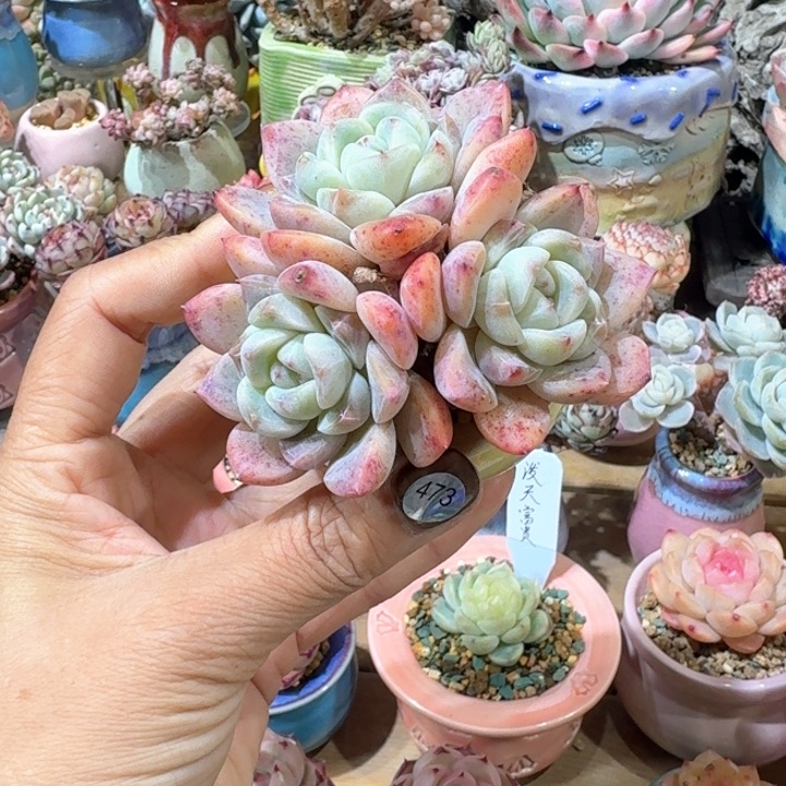 473 多肉含盆土 满30元包邮 除偏远地区