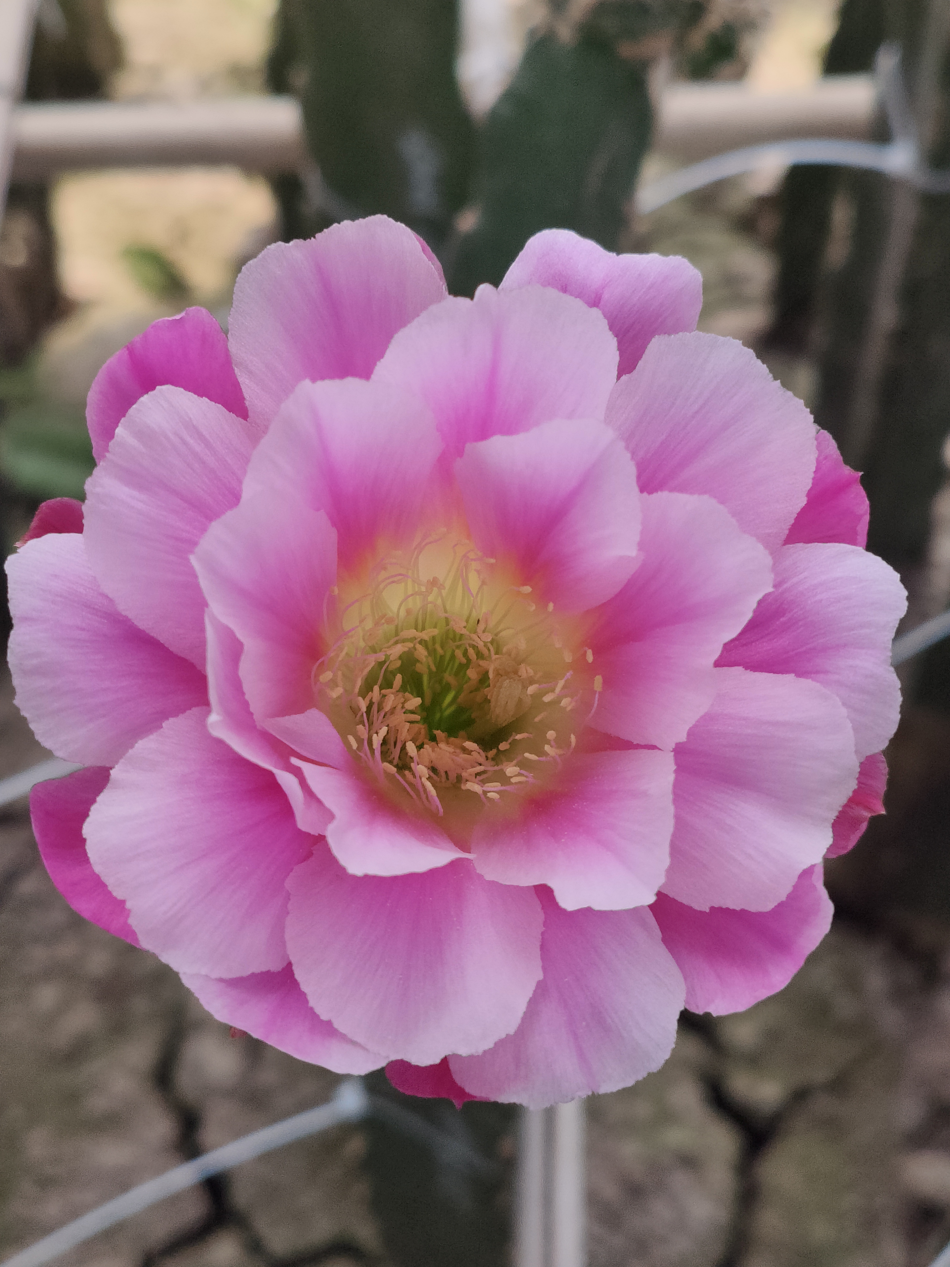 仙人球丽花丘比特无根侧芽