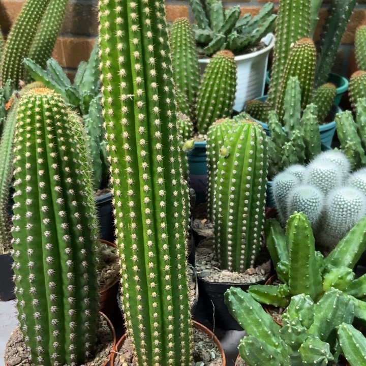 用***福仙人球紫罗兰金妞一个