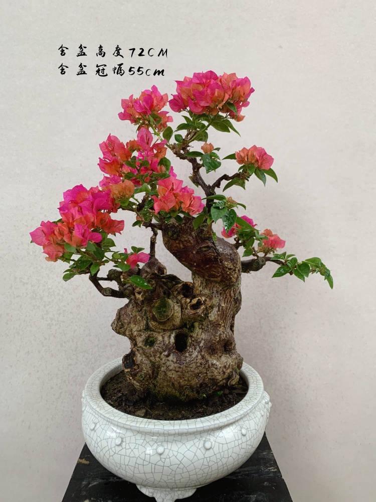 同安红三角梅精品老桩自己盆景