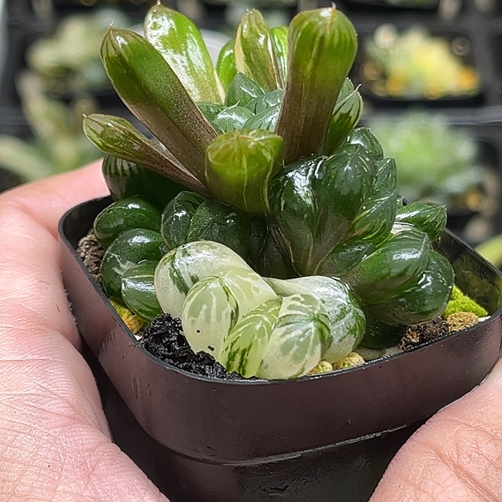 255群生残雪玉露锦