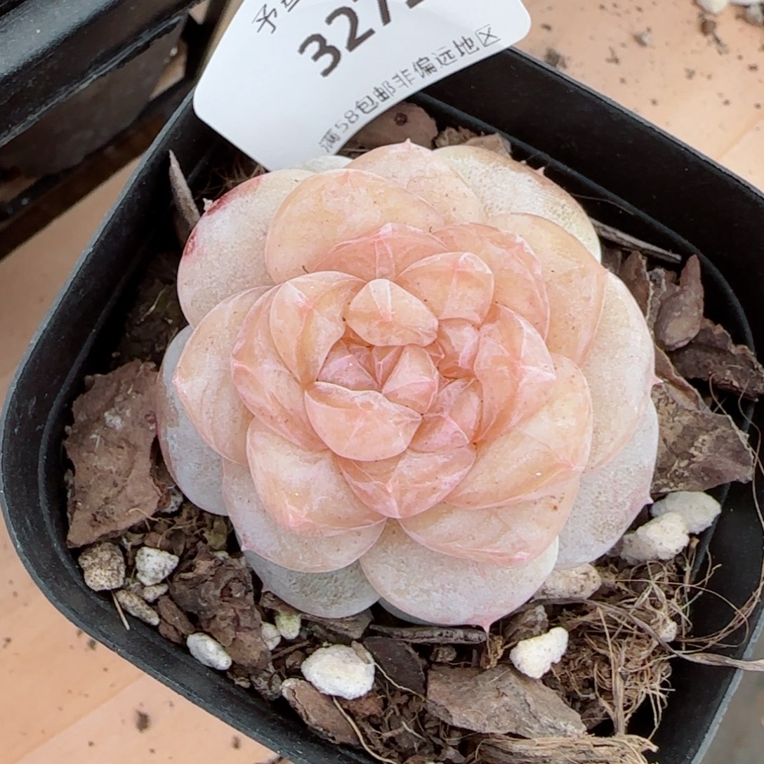 冰奶糖，3272多肉植物