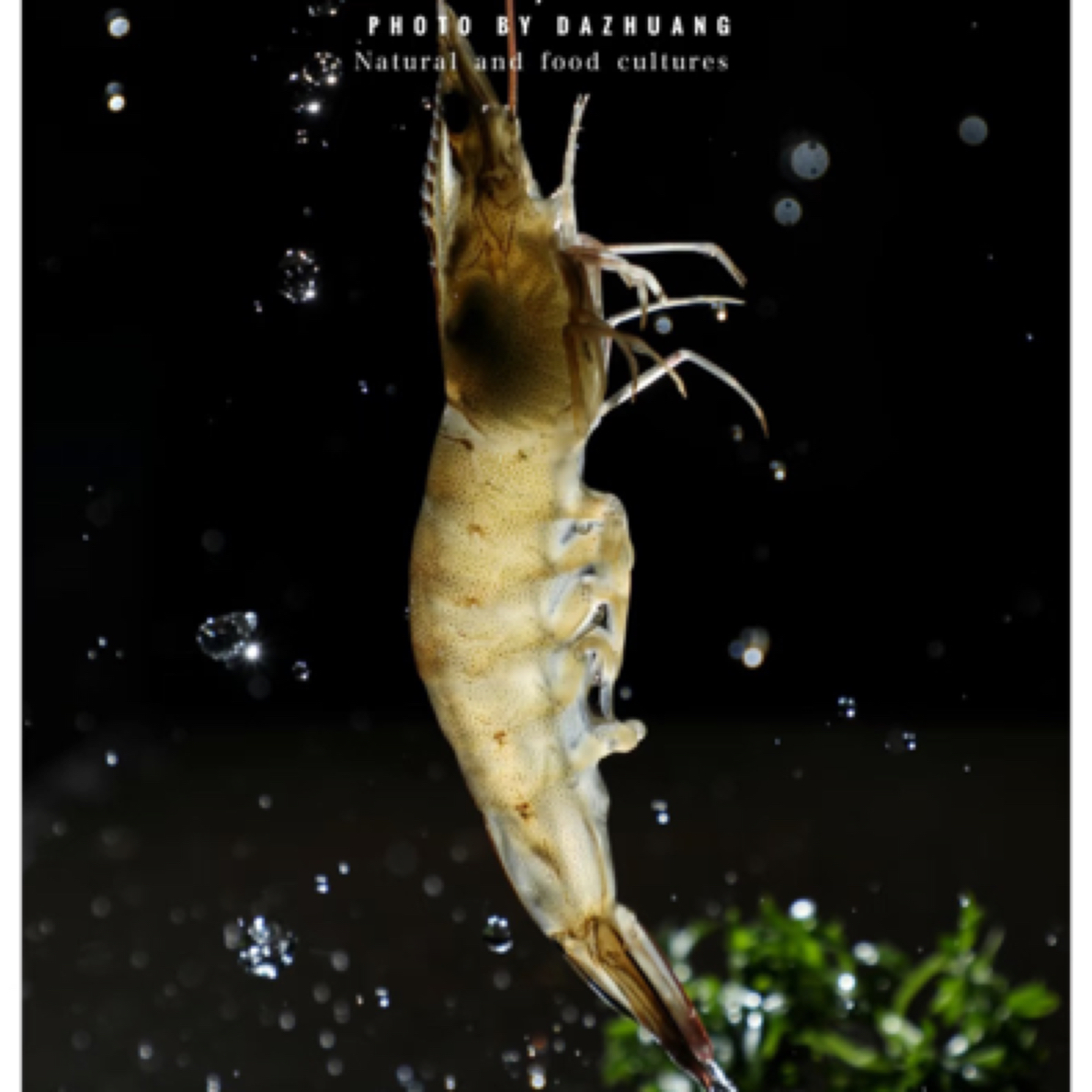 1斤缺氧海虾明虾基围虾很新鲜 超值版