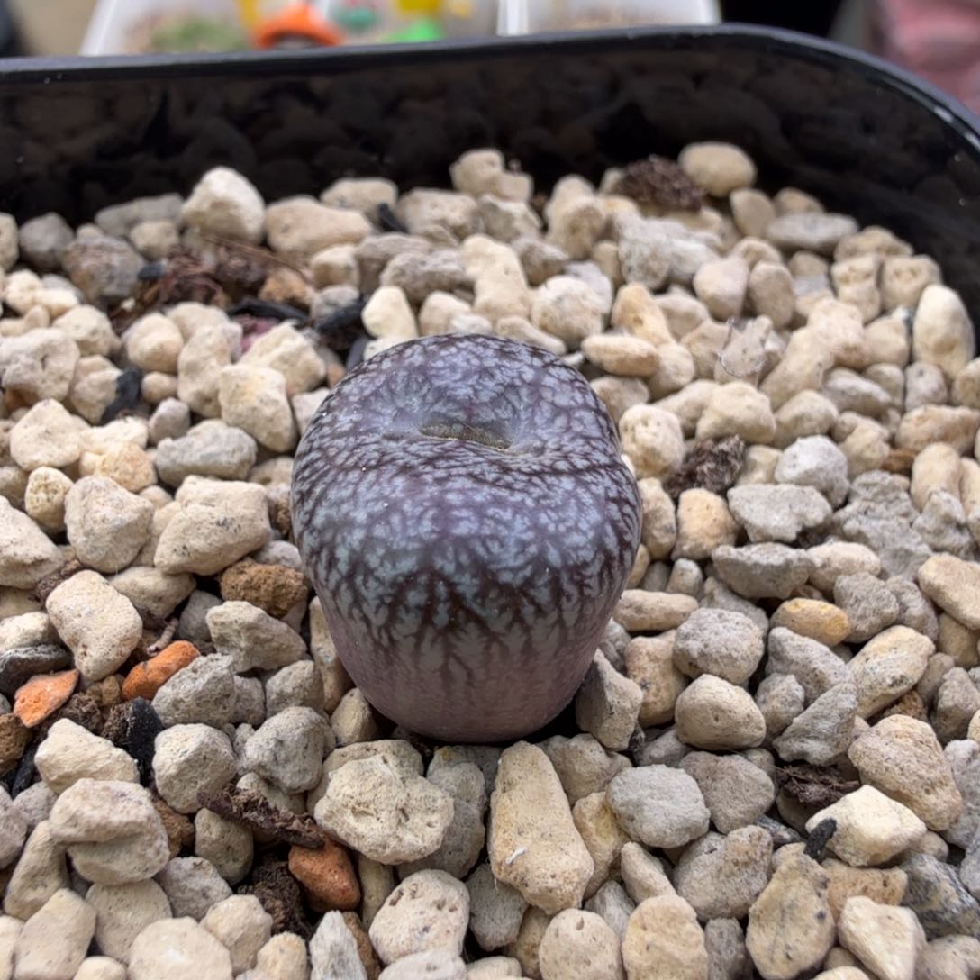 康杂 母本拆头 10-27-L14 