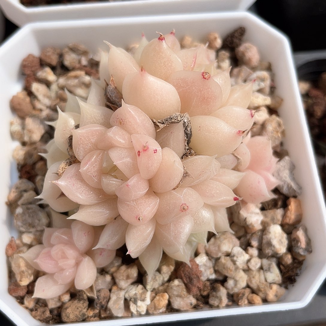 优选麦秆福利479