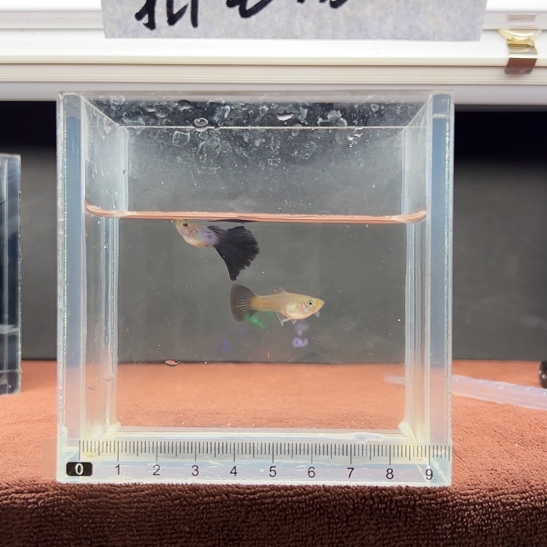 孔雀鱼辛加蓝孔雀鱼一对