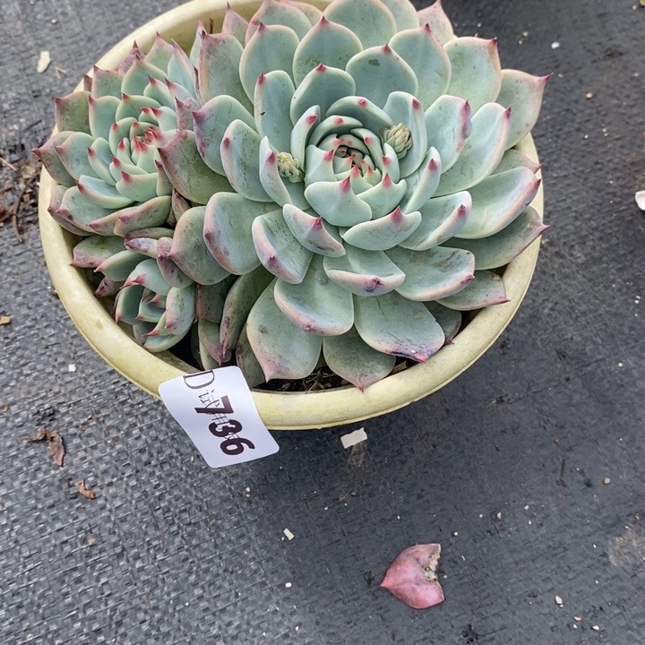珍***736惊鸿娃娃多肉植物多