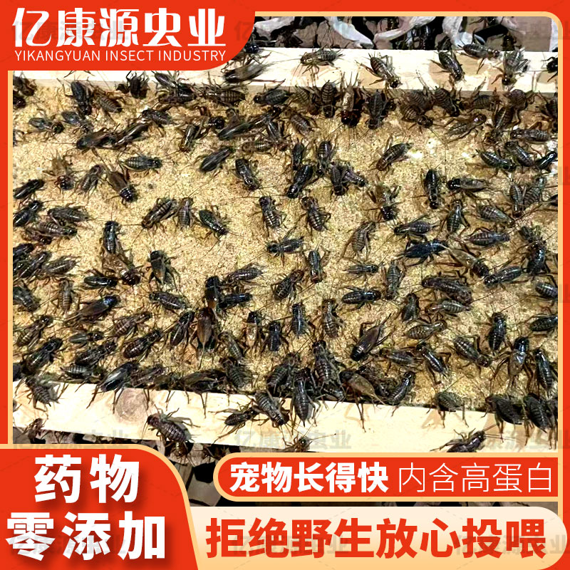 蟋蟀 爬宠 蜘蛛 姥爷树蛙 守宫 鬃狮蜥 八哥 雷龙 龙鱼 鱼鸟饲料