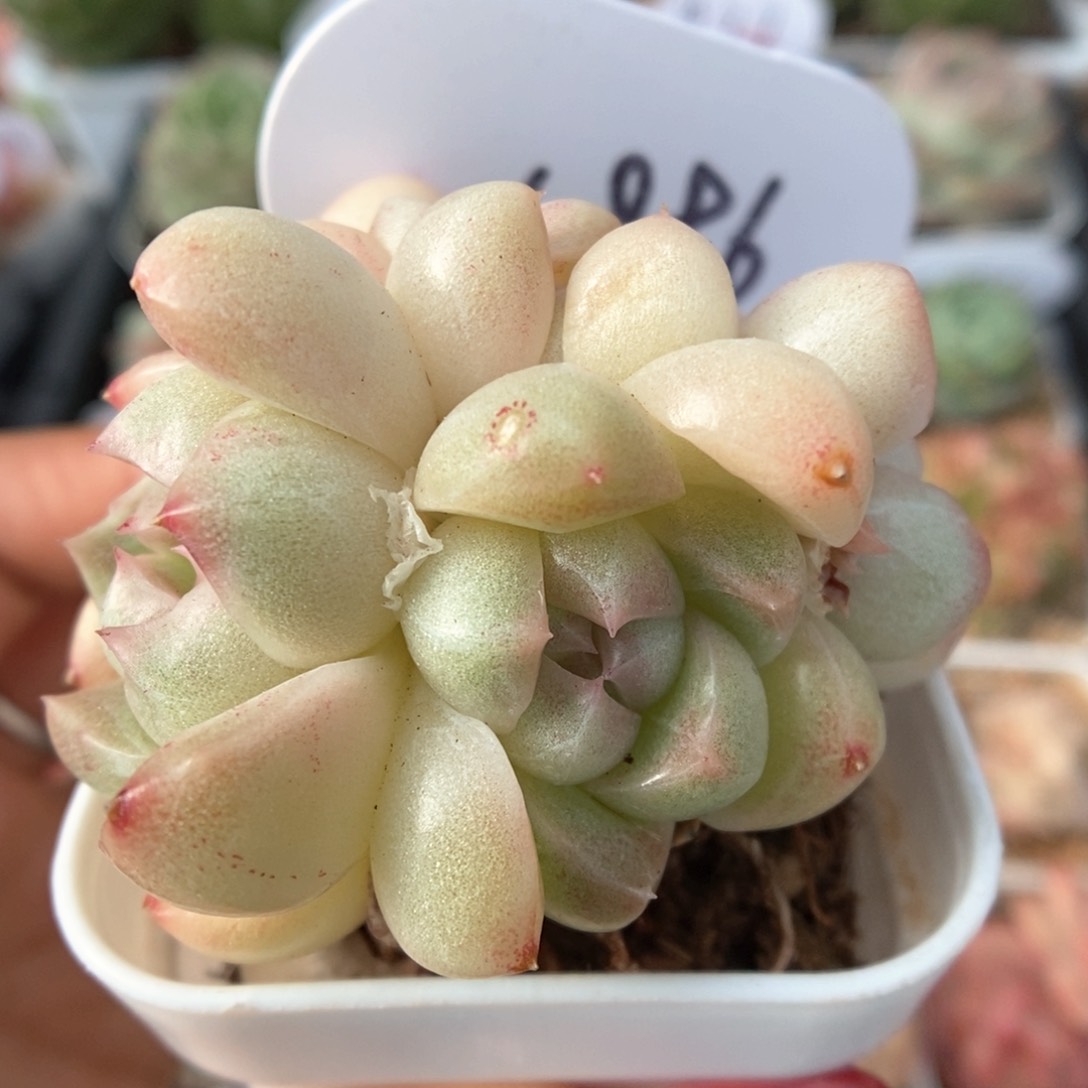 白玉珍妮群生可拍4896号