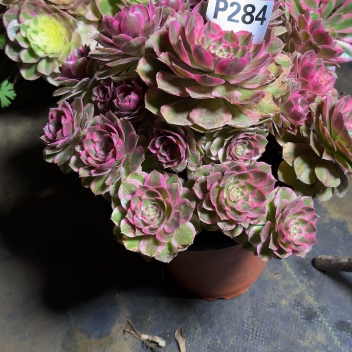 瑞妈，，。。。。284云河，