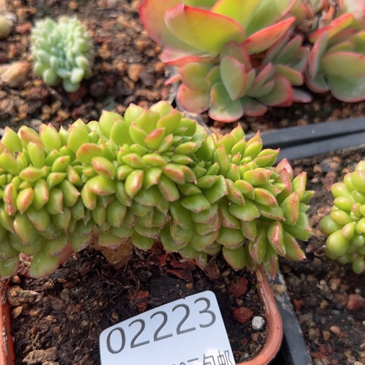 幸运的人和人都是一样