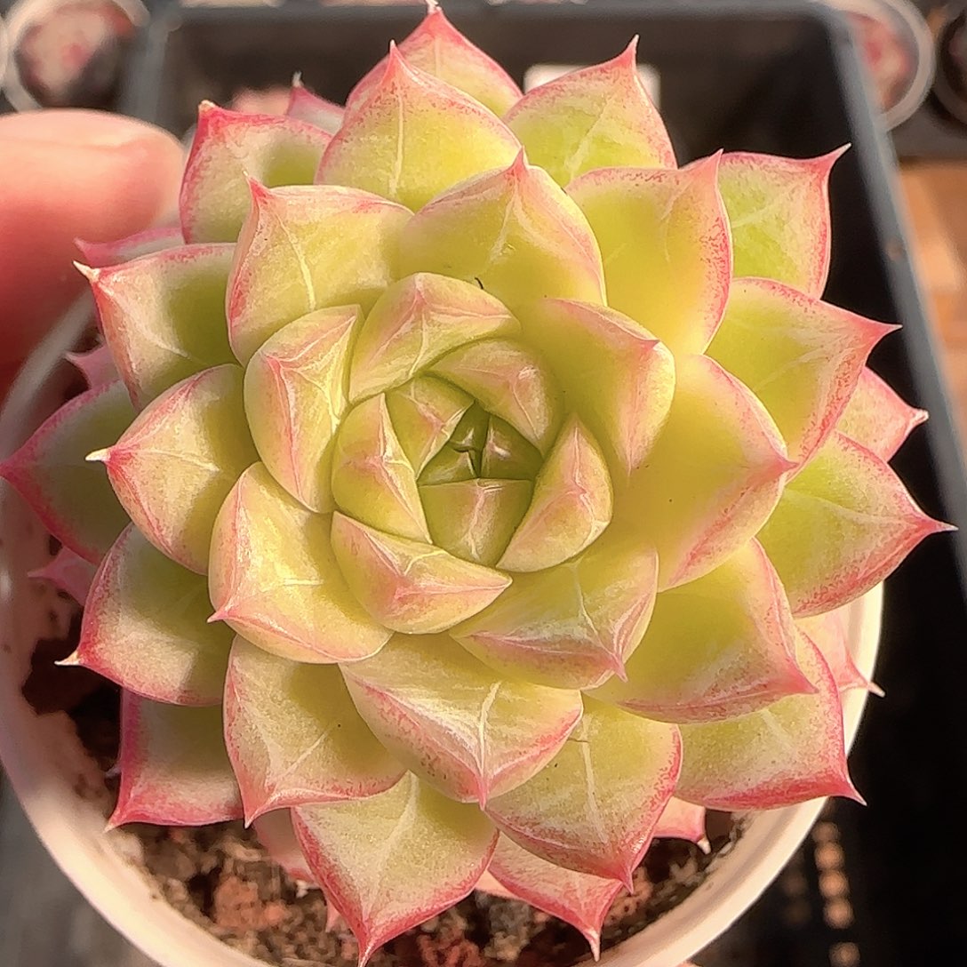 多肉1202-149女王玫瑰