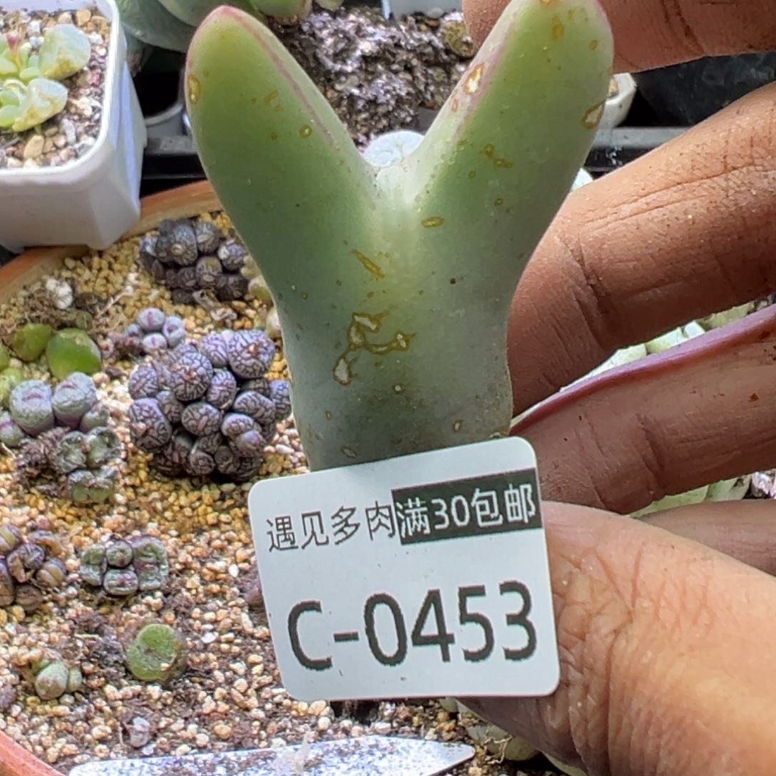 多肉植物1111111111111111