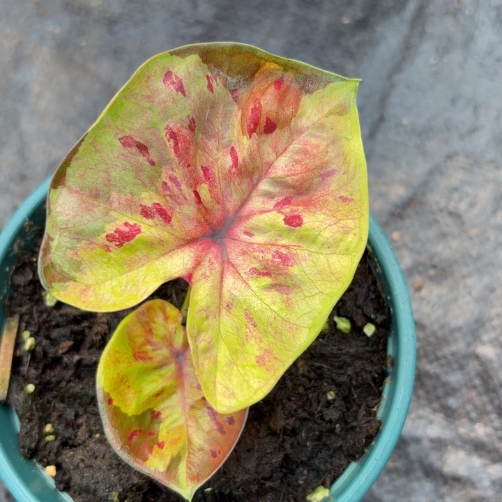 完全开放泰国彩叶芋22