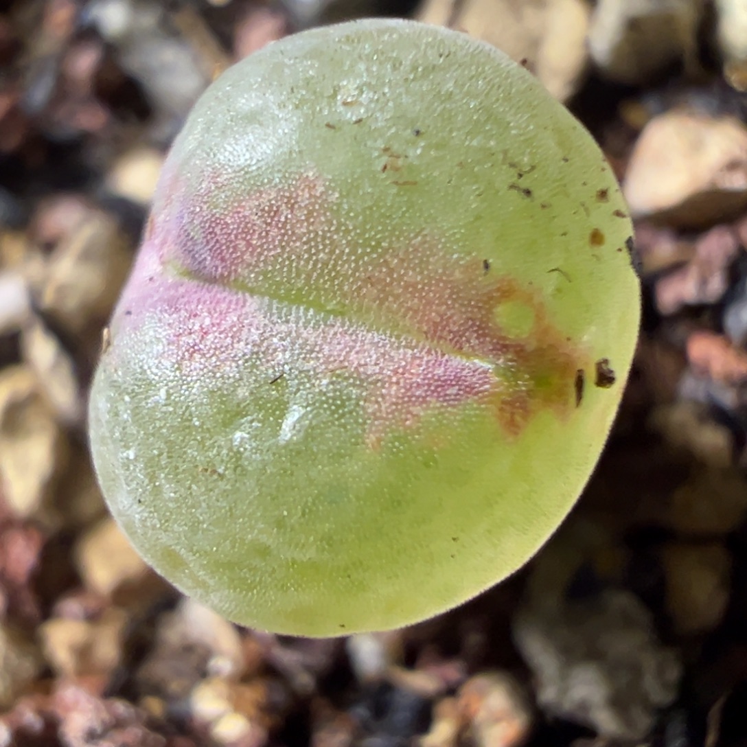 13粉红女郎纽扣母本一物一拍