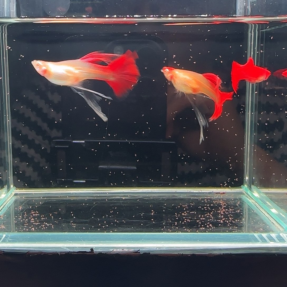 孔雀鱼血红绣球1公2母带胎