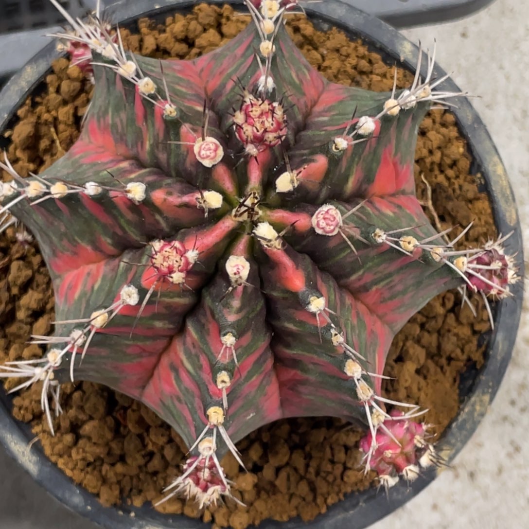 当前无花朵，栽培后可花朵红臀虎斑米哈锦