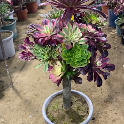 011嫁接多品种2356788