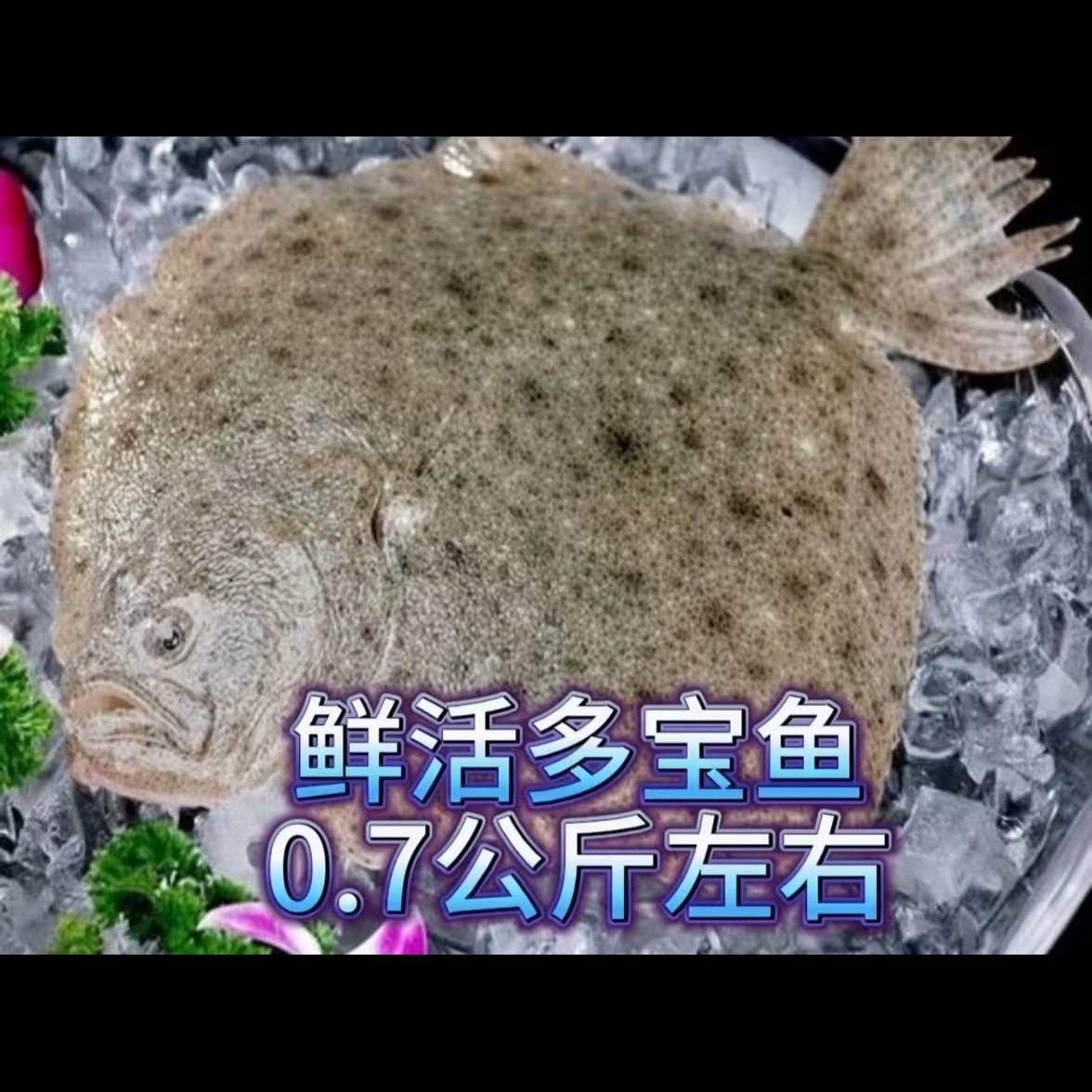 鲜活多宝鱼比目鱼1.5斤左右肉质细腻肉质鲜