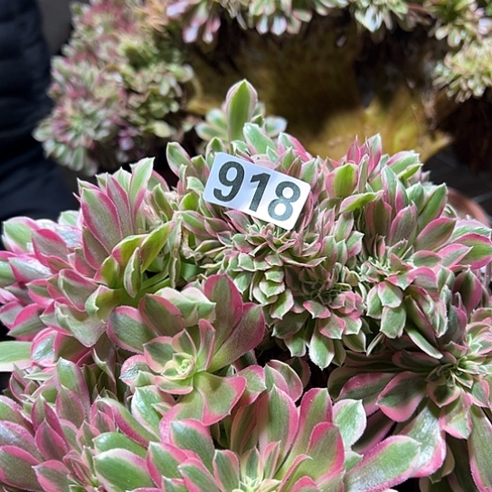 梅***花多肉植物一个女巫918