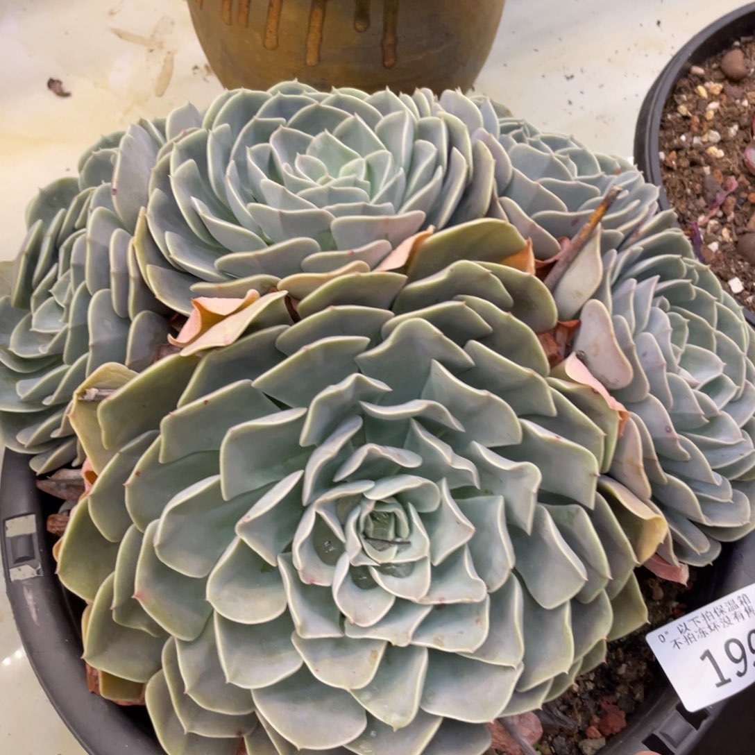 黑大帅多肉199天赐