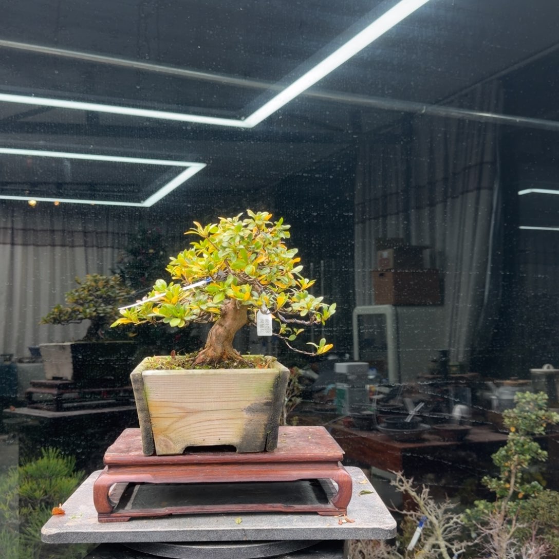 志***纹无花朵花卉苗木花卉苗木