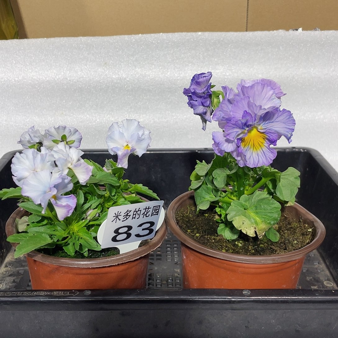 大部分开放少量花苞83