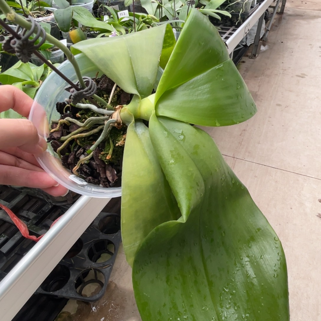 完全开放SWR象交蓝荧光-1167