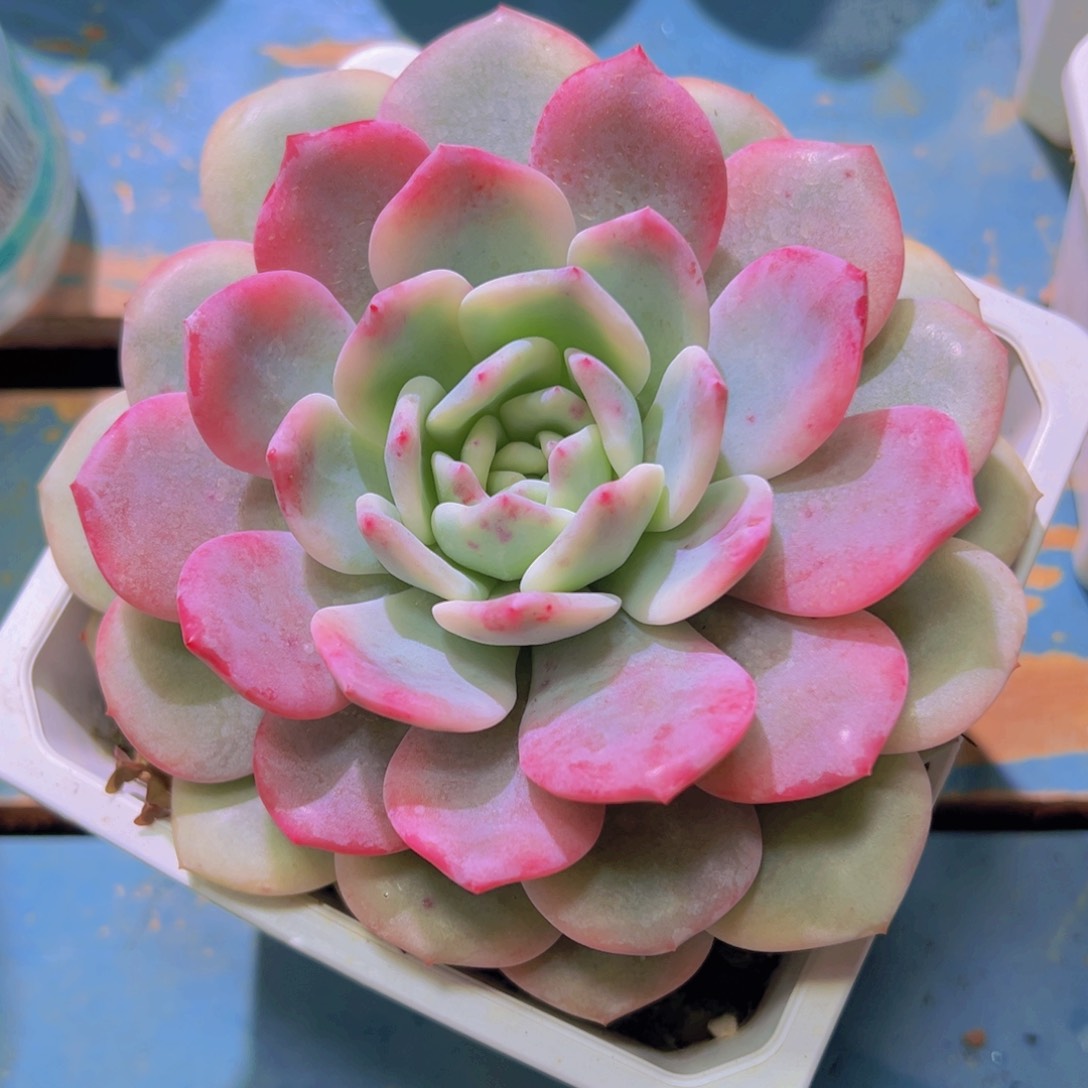 橙梦露锦，覆轮锦