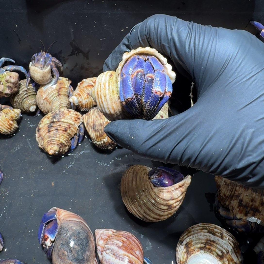 七***哩直播间挑选链接紫陆