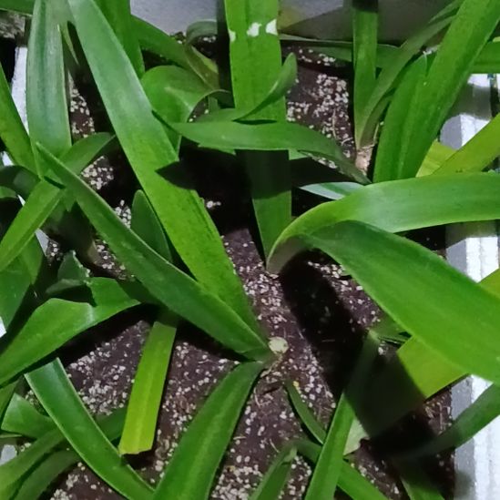 无花朵大乔2+侧球随机发