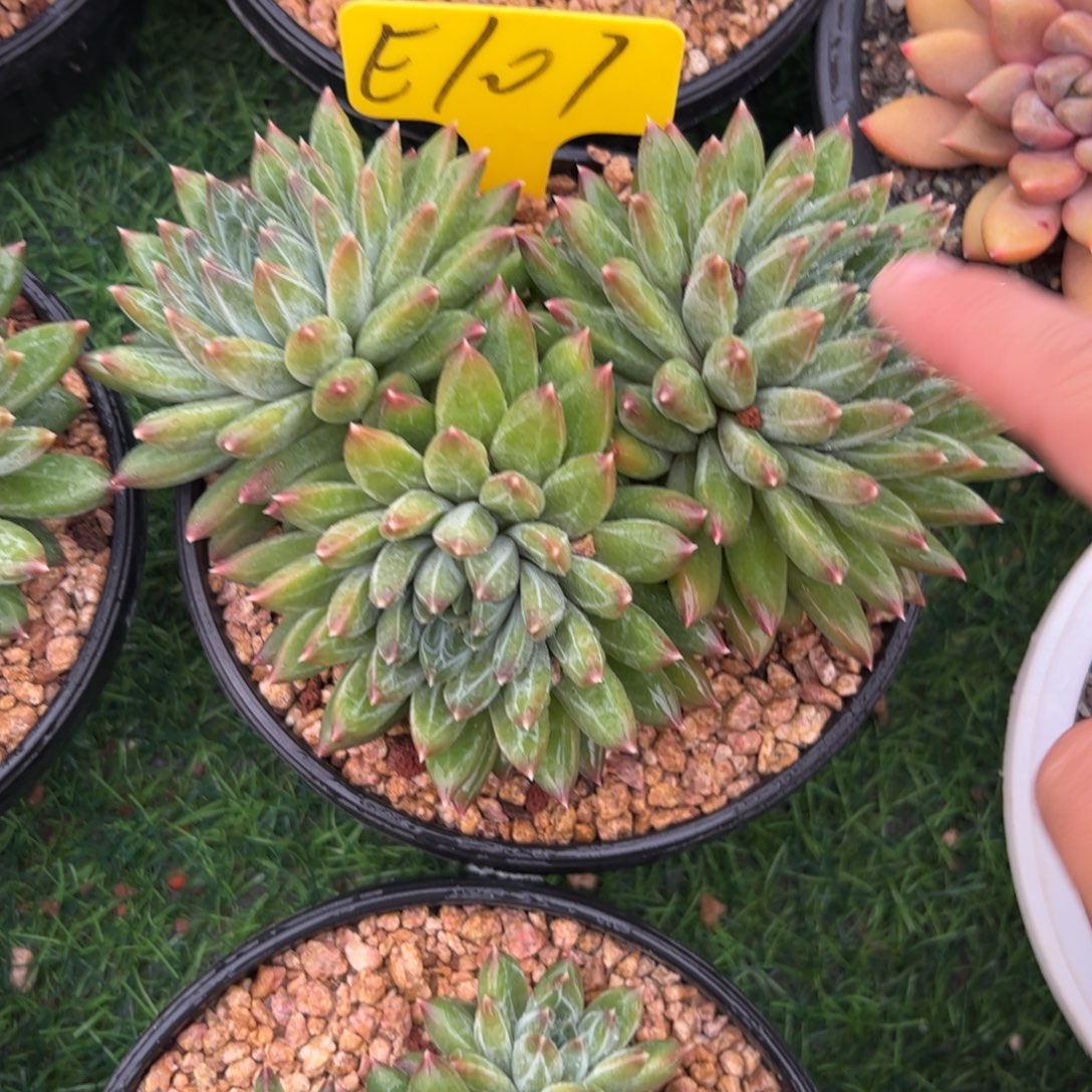 陨石多肉植物保护