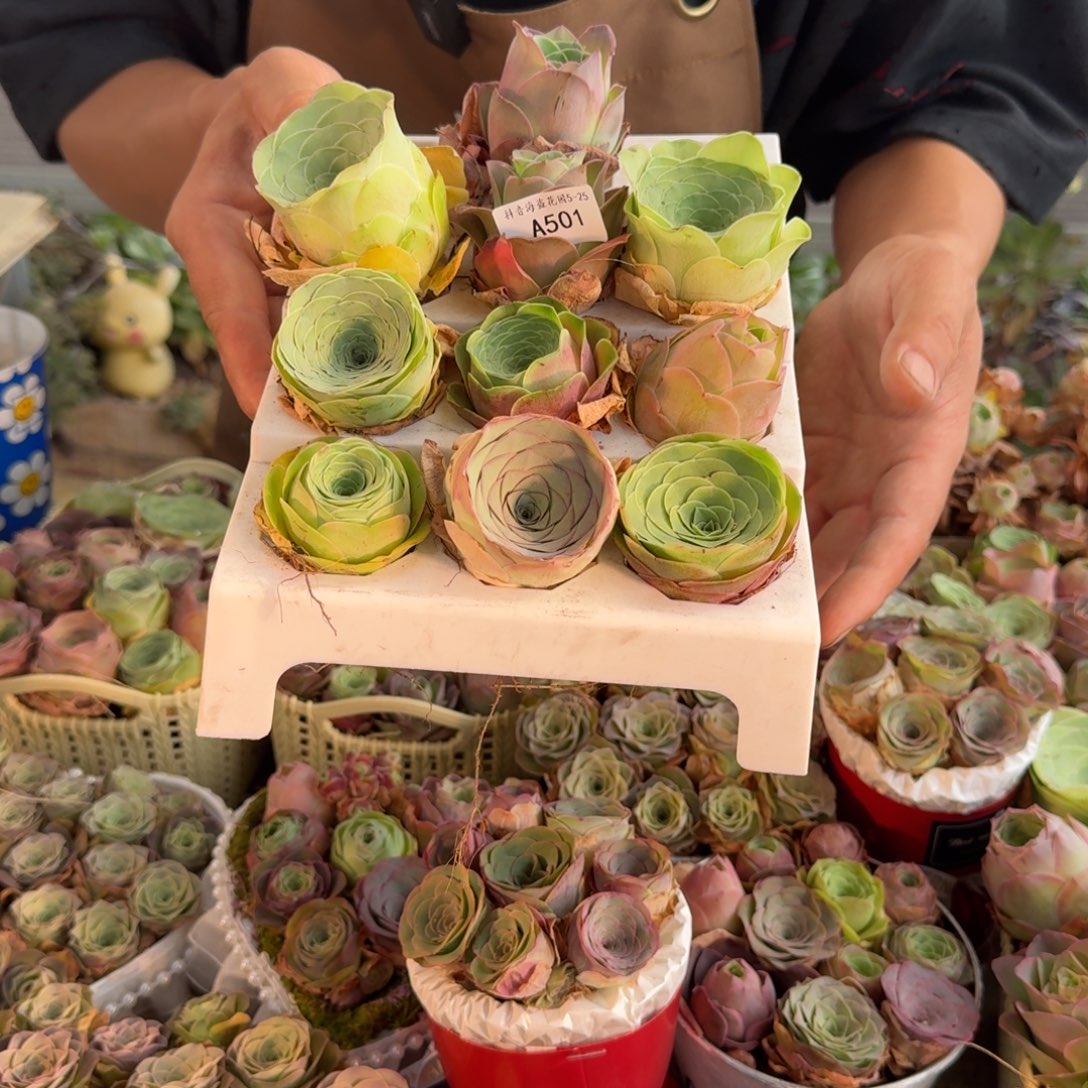 A501 十颗不同品种玫瑰量拍