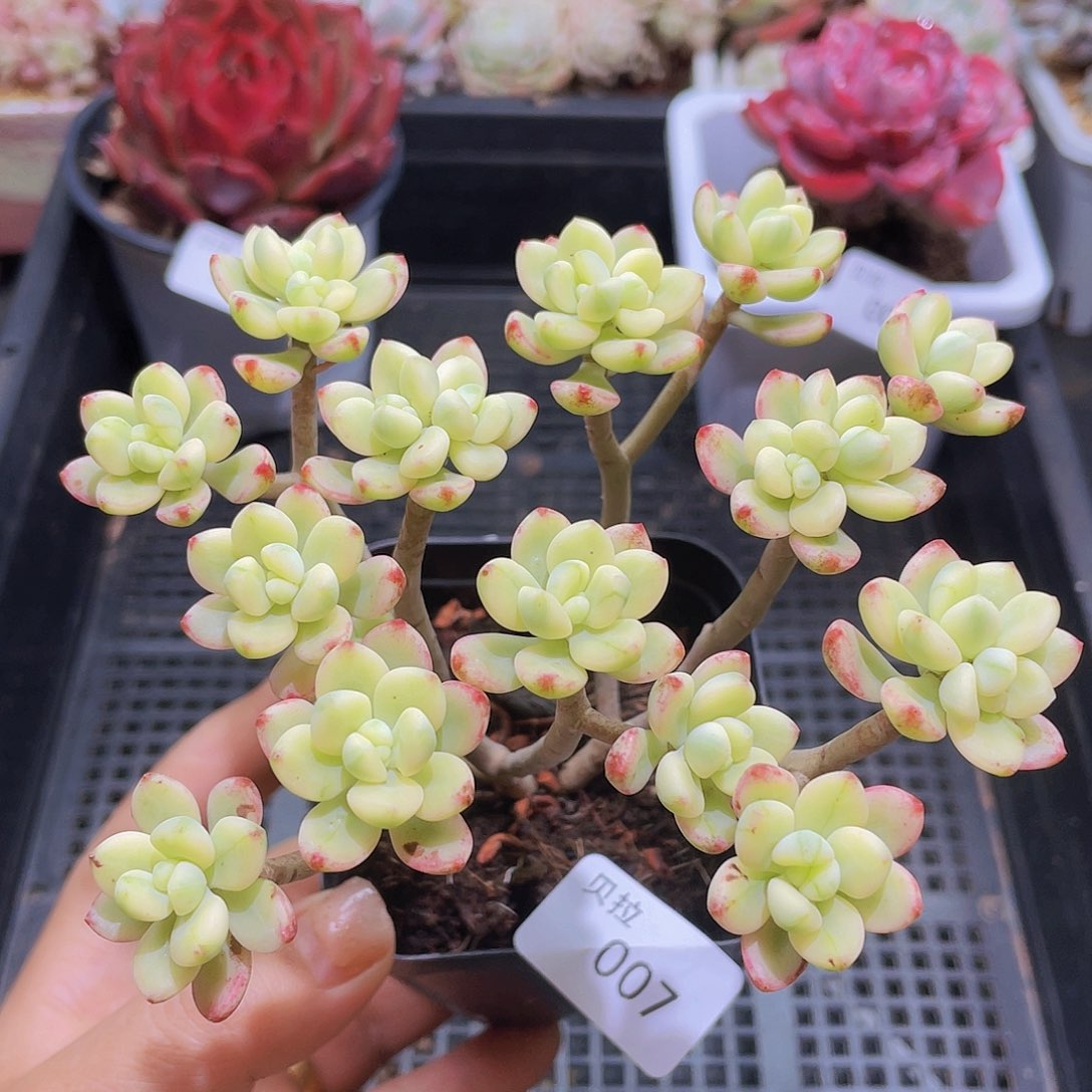 007 精品多肉一物一拍