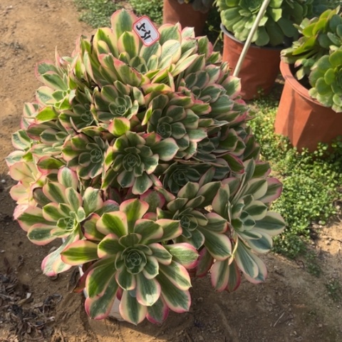 5-31女妖多肉植物