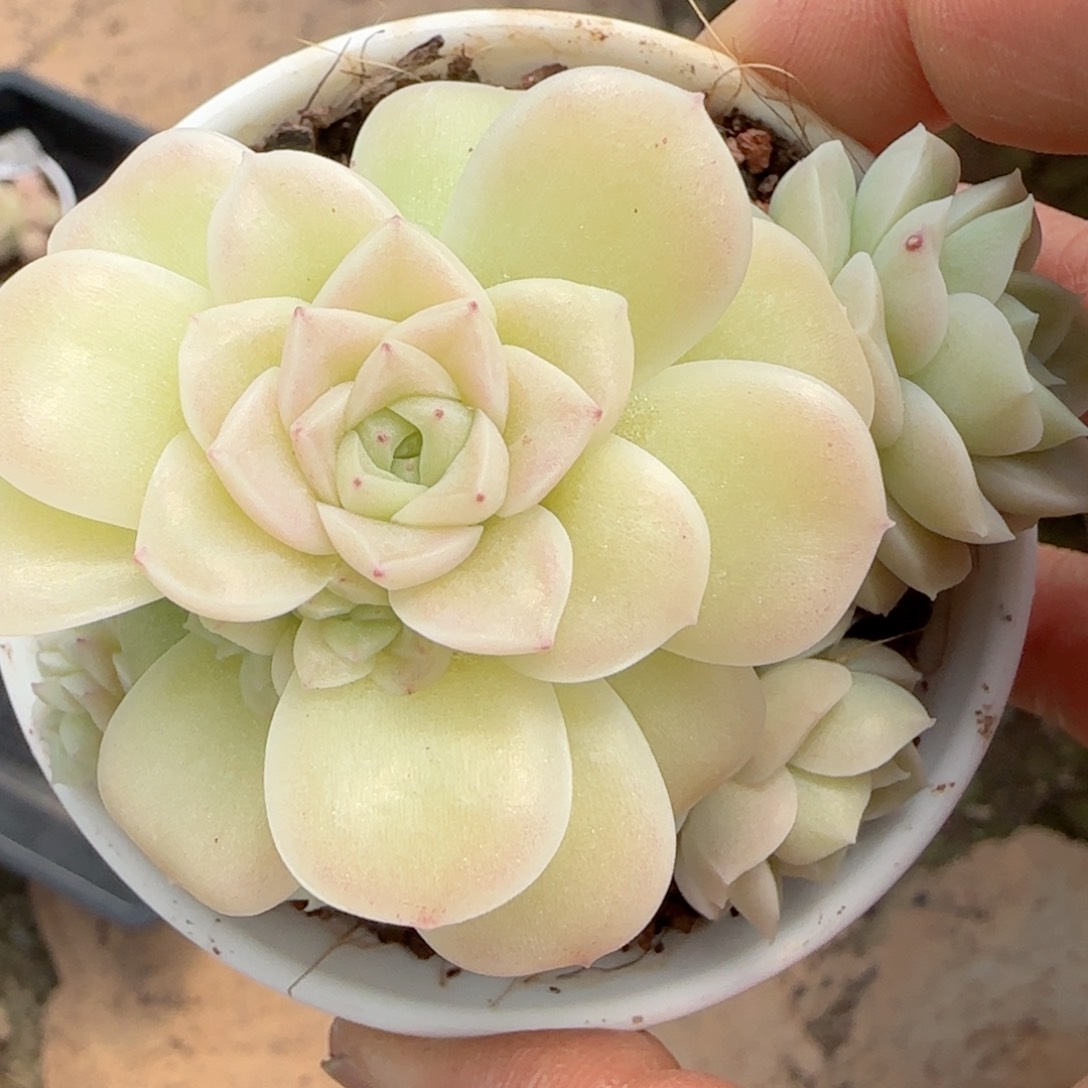 一***哦【闪购商品】0212-109（xpp-248）