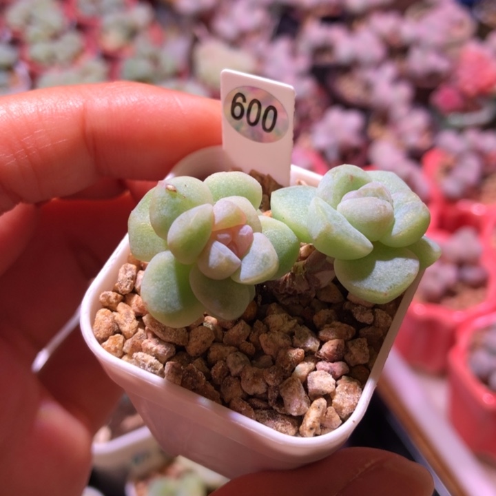 600号双头石化冰玉