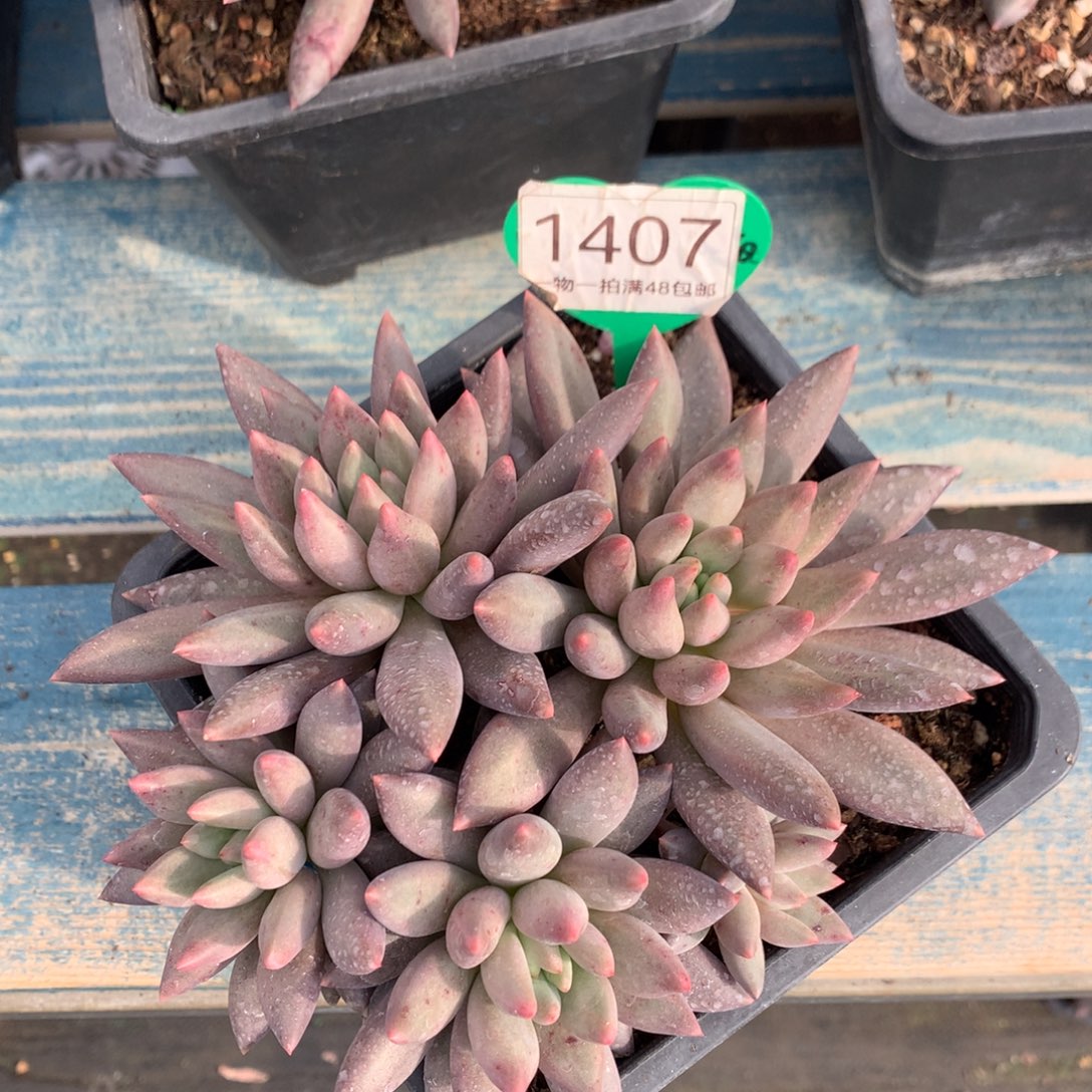 红蜻蜓无砍平头1407