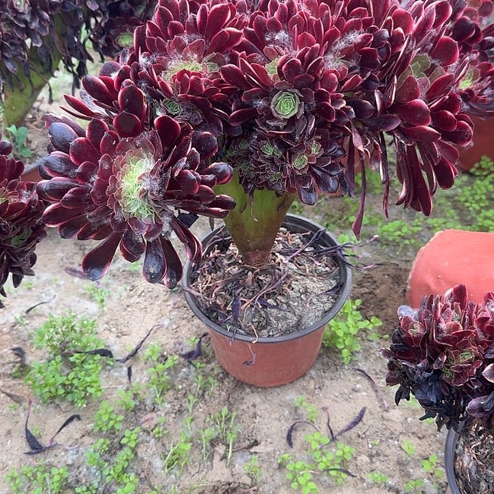 无花朵用****6若哦哦呃呃哦哦哦