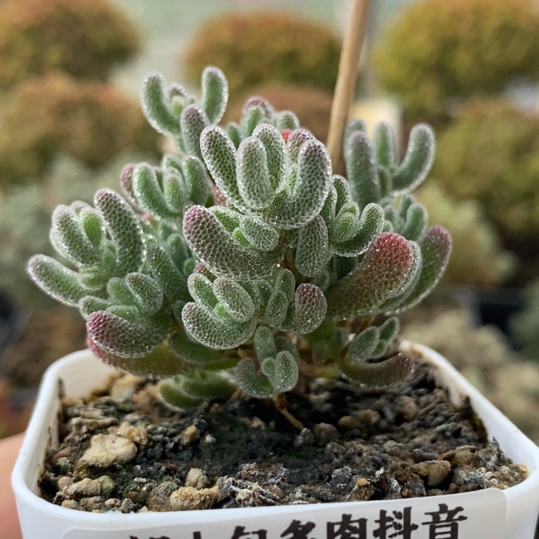 优选冰晶1783枝干番杏