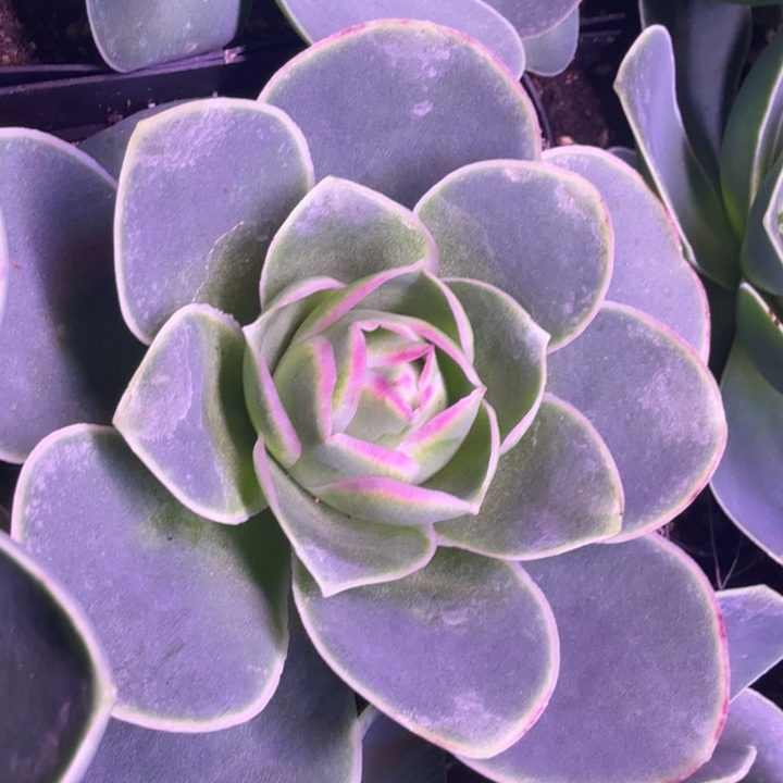 山地玫瑰一一一一