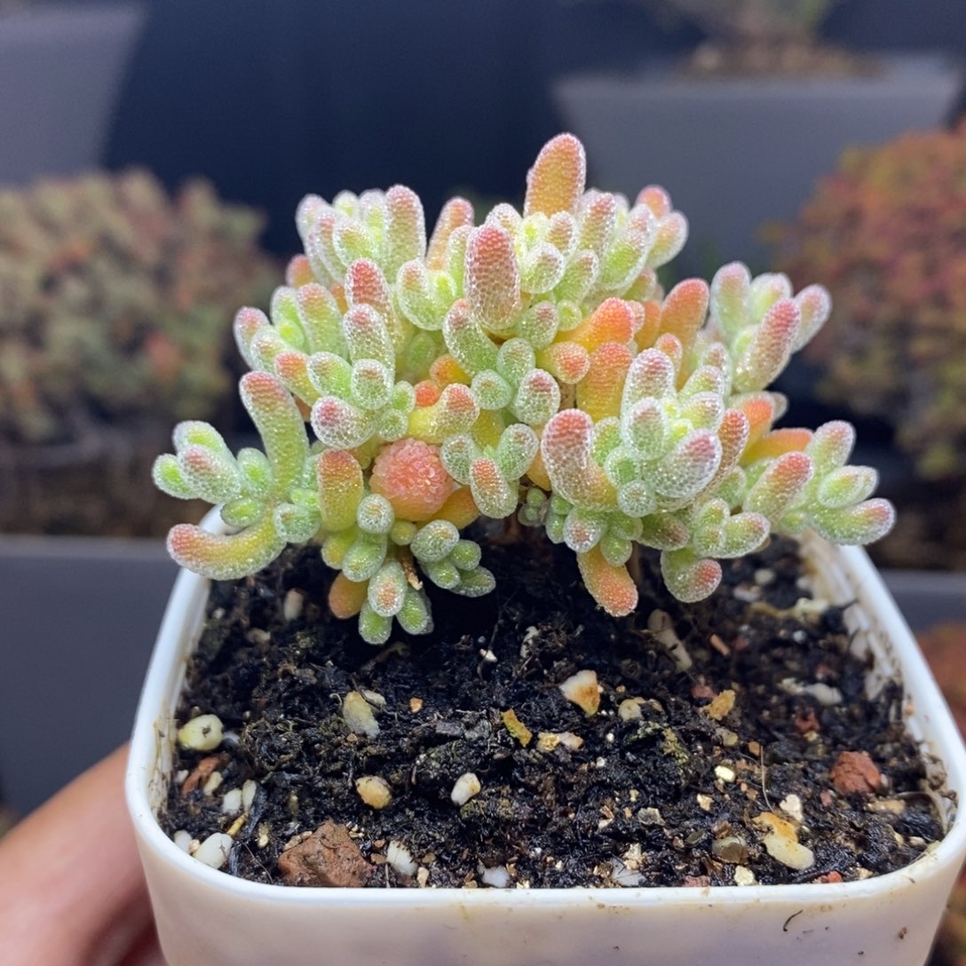 无花朵77号优选冰晶