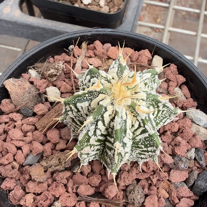 多纹般若单头3仙人球