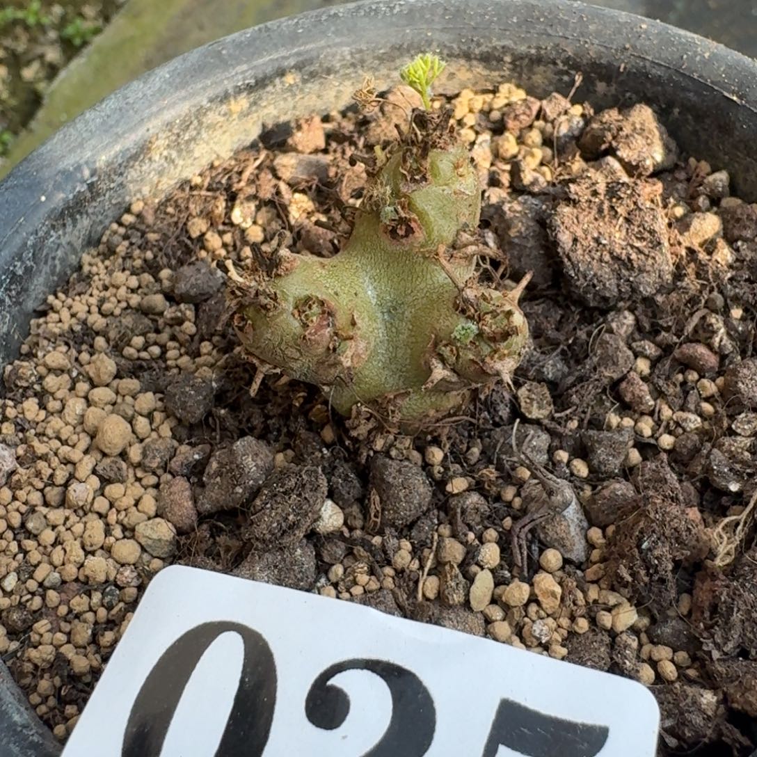 白皮月界一物一拍多肉植物