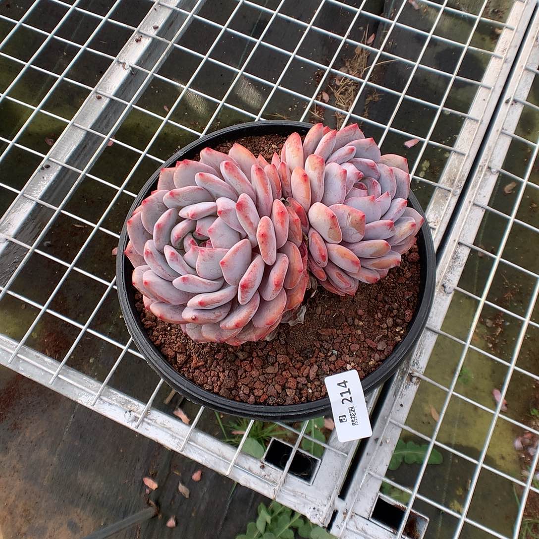 小***朗214梦露多肉植物666