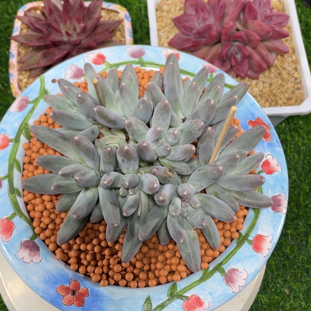 乌拉奶群多肉植物