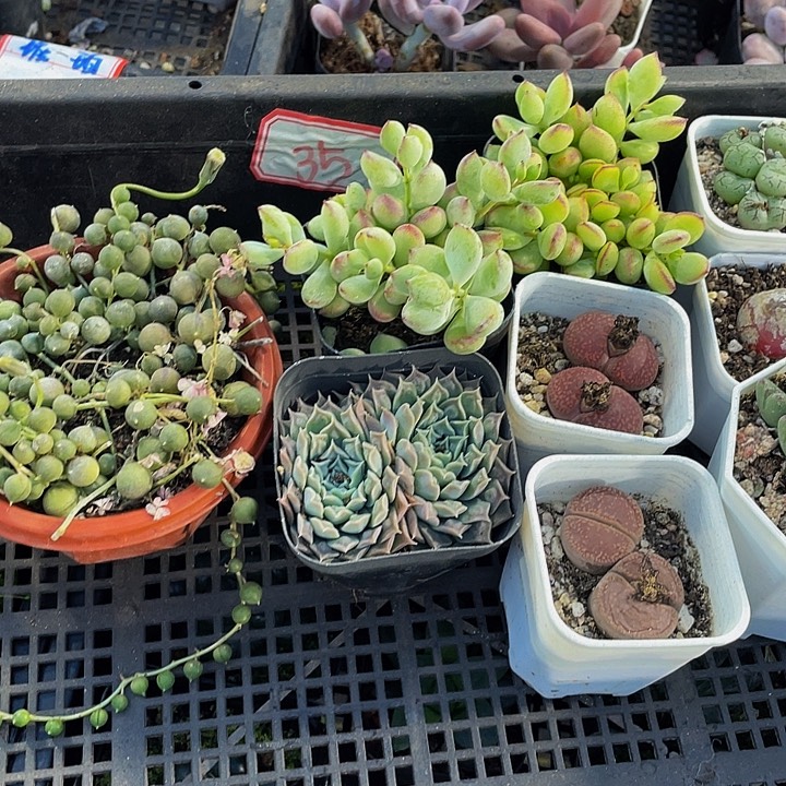 往***好35号筐带盆土发货