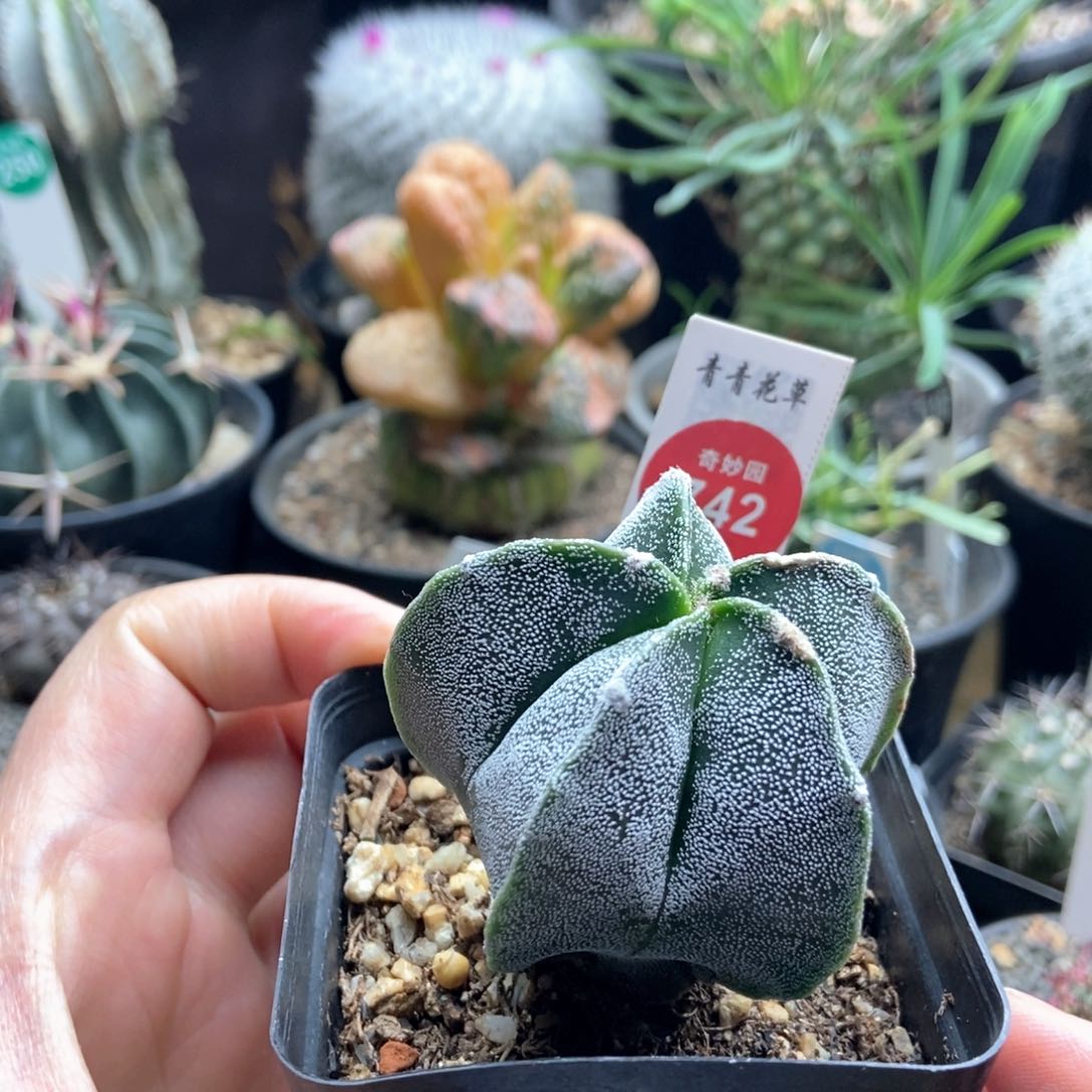 实生砂鸾凤玉一颗